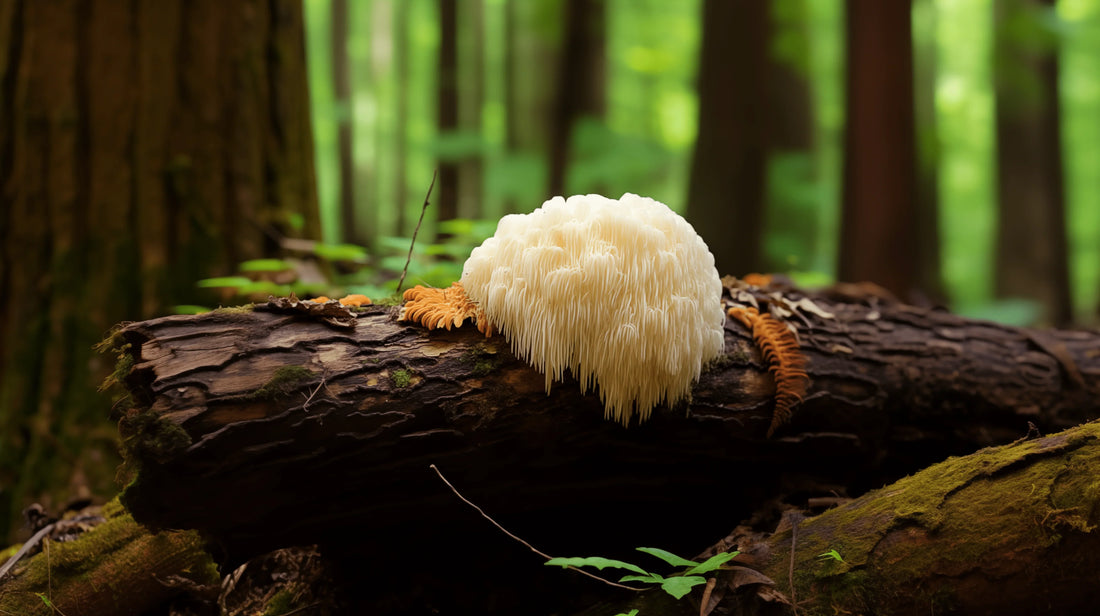 A Beginner’s Guide to Lion's Mane Mushroom